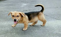 米克斯犬长大的样子是什么