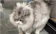 猫应激反应有哪些表现