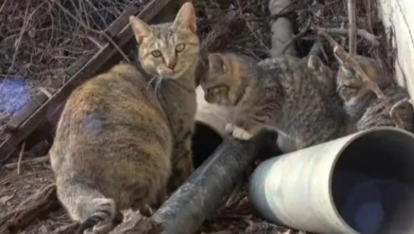 拿来食物喂食流浪猫,它却不吃只叼走,好奇跟上一看眼泪马上涌出 拿来食物喂食流浪猫,它却不吃只叼走,好奇跟上一看眼泪马上涌出