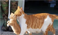 母猫为什么单独叼走一只小猫