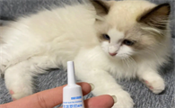 去宠物店给猫驱虫一次多少钱