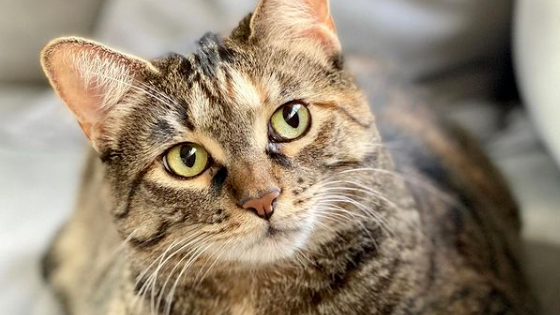 猫咪礼物送上瘾,每晚半夜大声叫门:铲屎的,起床收礼物啦! 猫咪礼物送上瘾,每晚半夜大声叫门:铲屎的,起床收礼物啦!
