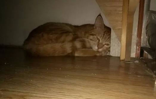 想把床底下封死防止猫进去