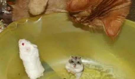 铲屎官买了几只仓鼠,橘猫看到仓鼠的反应。。 铲屎官买了几只仓鼠,橘猫看到仓鼠的反应。。