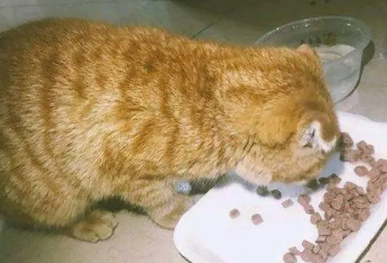 新猫到家不吃不喝几天内正常