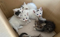 为什么不能要第一窝猫