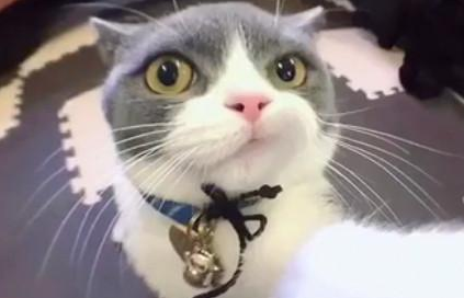 通过监控和猫咪说话好吗