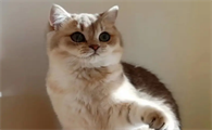 晚上有猫跟着回家寓意