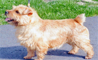 诺维奇梗犬属于什么犬种