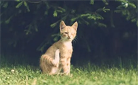 女人梦见猫是什么预兆周公解梦
