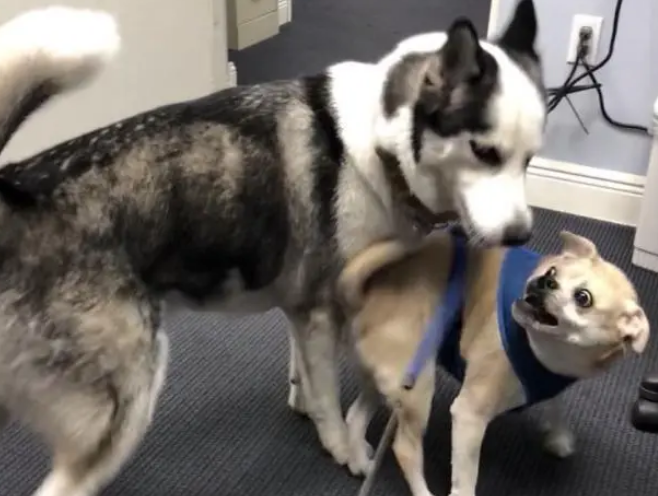 流浪哈士奇上岗做警犬,警察:我们就是看中它傻 流浪哈士奇上岗做警犬,警察:我们就是看中它傻