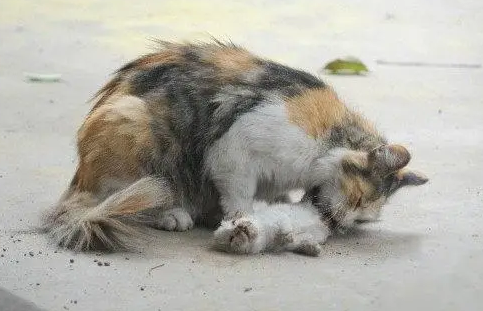 虐猫者心理喜欢