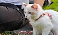 为什么母猫有两个蛋蛋