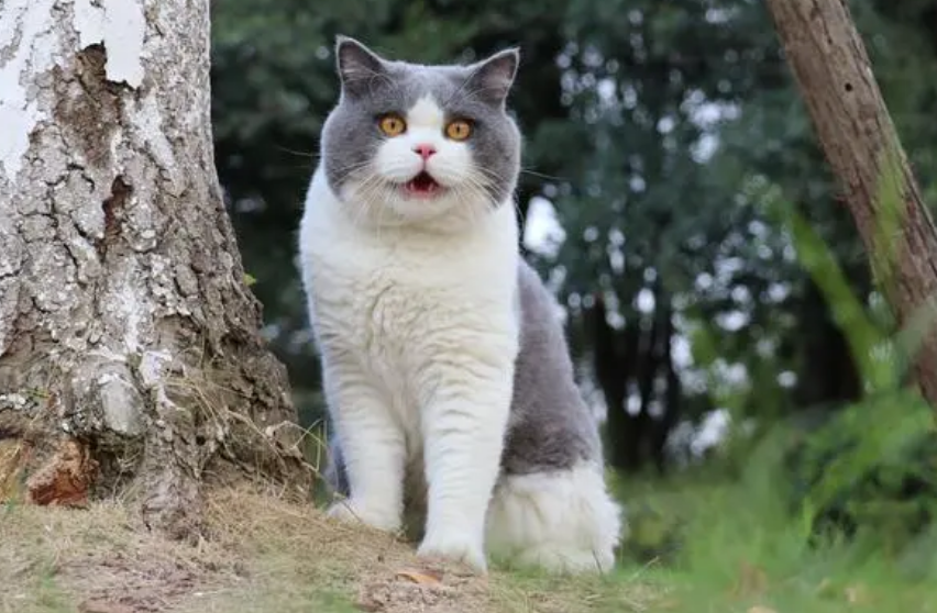 十种小型的猫品种 十种小型的猫品种