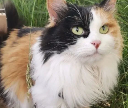 三色公猫多少钱一只 三色公猫多少钱一只