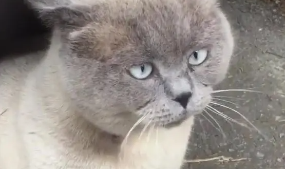 路遇一只猫咪想去摸,可猫的表现让路人纠结了:它到底让不让摸? 路遇一只猫咪想去摸,可猫的表现让路人纠结了:它到底让不让摸?