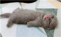 猫一直睡觉是不是病了