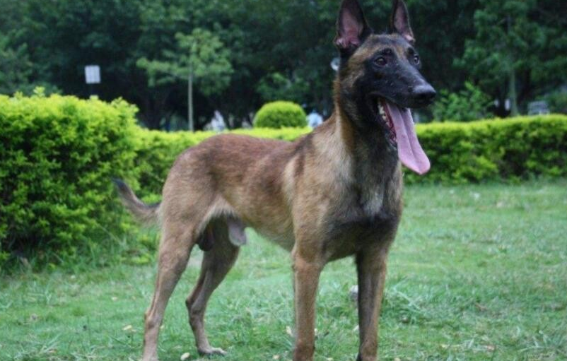 马里努阿犬是哪个国家的