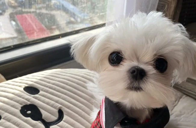 线条小狗瑞幸联名
