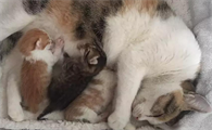 小猫生产的全过程视频