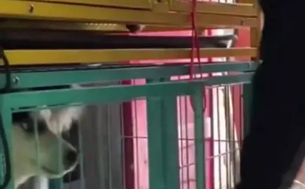 哈士奇隔着笼子和阿拉斯加吵架,结果主人打开笼子后场面很尴尬 哈士奇隔着笼子和阿拉斯加吵架,结果主人打开笼子后场面很尴尬