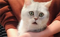 染了头发猫咪不认识我了