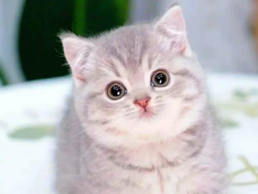 小猫图片壁纸
