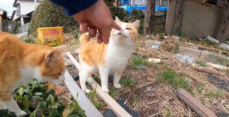 猫一直跟着你什么预兆