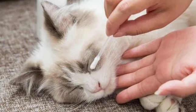 人的眼药水能给猫用吗