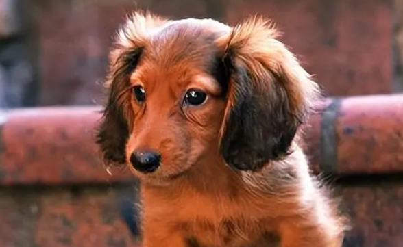 腊肠犬“来福”走失 主人苦心寻找希望得到帮助 腊肠犬“来福”走失 主人苦心寻找希望得到帮助