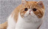 外来种短毛猫怎么养
