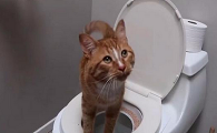 猫总去卫生间叫怎么回事