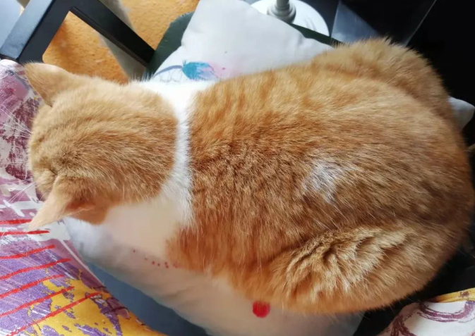 高情商的猫咪会有哪些行为表现 高情商的猫咪会有哪些行为表现