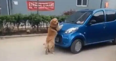 金毛眼见汽车要撞上路边玩耍的小主人,狗狗做出的反应令人感动 金毛眼见汽车要撞上路边玩耍的小主人,狗狗做出的反应令人感动