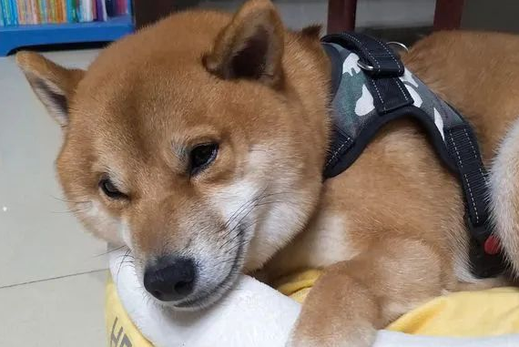 柴犬偷吃排骨后靠装睡躲过一劫,可这个表情还是暴露了它... 柴犬偷吃排骨后靠装睡躲过一劫,可这个表情还是暴露了它...
