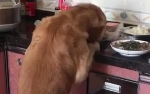 狗狗趁主人不注意，偷吃了块肉，得到的惩罚是打断四肢并丢弃！