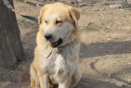 太行犬优缺点介绍