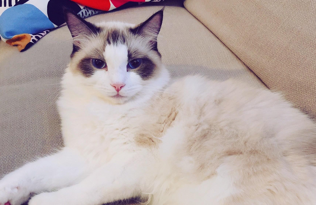 女生经常给男生分享她的猫 女生经常给男生分享她的猫