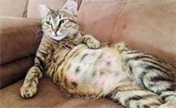 母猫怀孕有什么症状
