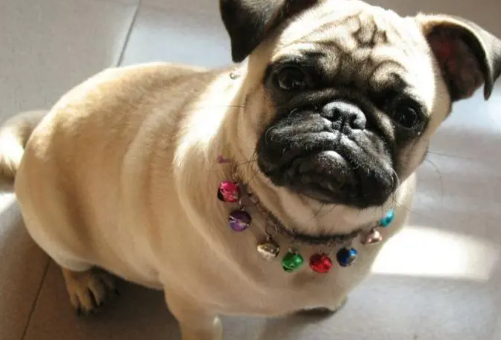 鹰叭犬和京巴犬哪个好 鹰叭犬和京巴犬哪个好