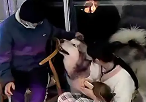 爸爸假装打了女儿,狗狗立马冲过去护主嚎叫,真是忠诚啊! 爸爸假装打了女儿,狗狗立马冲过去护主嚎叫,真是忠诚啊!
