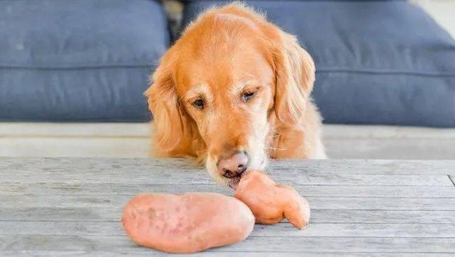 狗能吃红薯吗 狗能吃红薯吗