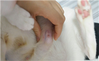 母猫乳房周围一大块都是硬的