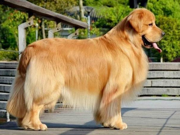家庭养犬养什么犬最好