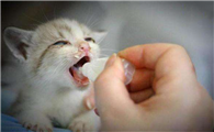 小猫出生多久开始吃奶