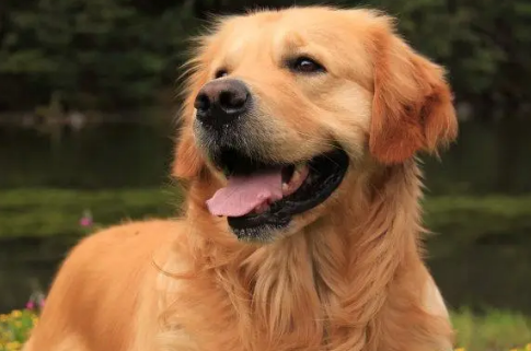 最适合家养的狗排名？好的伴侣犬相伴一生