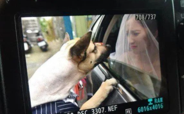 主人出嫁,狗狗追车十几公里,随车狂奔的样子看哭网友...... 主人出嫁,狗狗追车十几公里,随车狂奔的样子看哭网友......