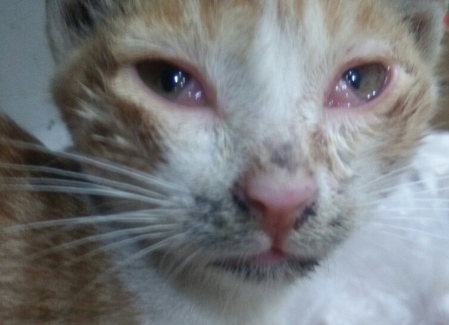 小猫眼睛流脓睁不开是什么原因