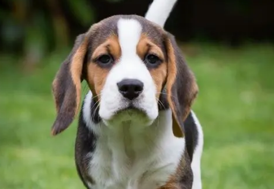 比格犬不吃食怎么办 食疗帮助治疗