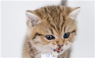 人吃的益生菌猫能吃吗